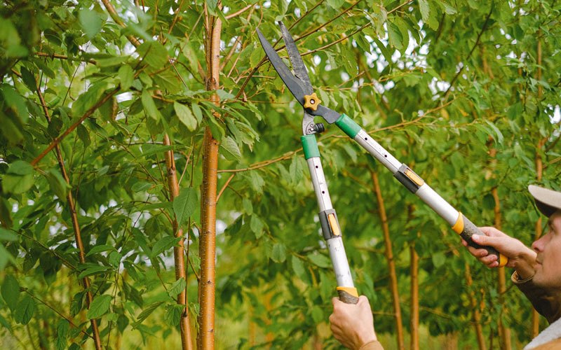 Tree trimming in Forestville, WI