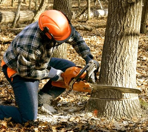 Tree Removal in Forestville, WI